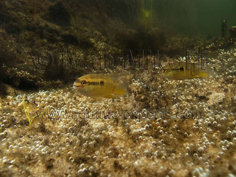 rare cichlids